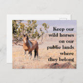 我救らの野生馬 ポストカード (正面/裏面)