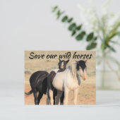 我救らの野生馬 ポストカード (スタンド正面)
