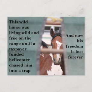 我救らの野生馬 ポストカード