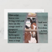 我救らの野生馬 ポストカード (正面/裏面)