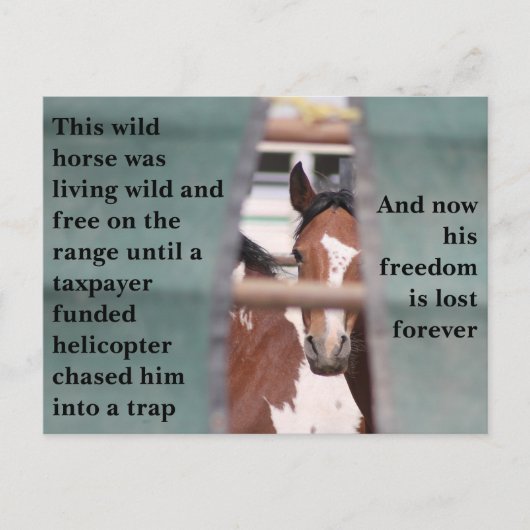 我救らの野生馬 ポストカード (正面)