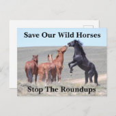 我救らの野生馬 ポストカード (正面/裏面)