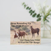 我救らの野生馬 ポストカード (スタンド正面)