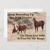 我救らの野生馬 ポストカード (正面/裏面)