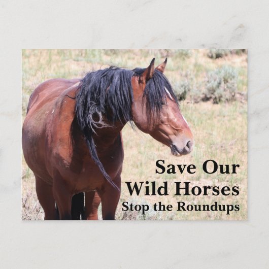 我救らの野生馬 ポストカード (正面)