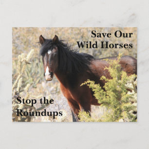 我救らの野生馬 ポストカード