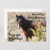 我救らの野生馬 ポストカード (正面/裏面)