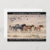 我救らの野生馬 ポストカード (正面/裏面)