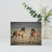 我救らの野生馬 ポストカード (スタンド正面)