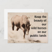 我救らの野生馬 ポストカード (正面/裏面)