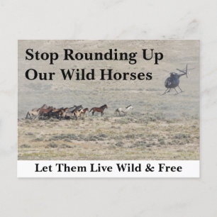 我救らの野生馬 ポストカード