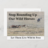 我救らの野生馬 ポストカード (正面/裏面)