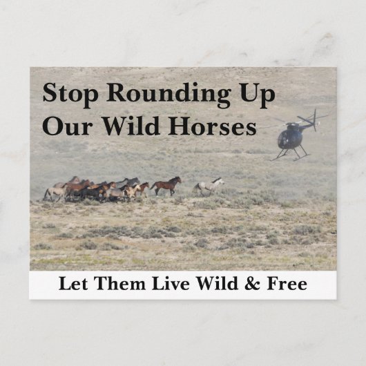 我救らの野生馬 ポストカード (正面)