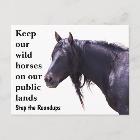 我救らの野生馬 ポストカード (正面)