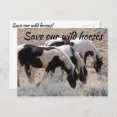 我救らの野生馬 ポストカード (正面/裏面)