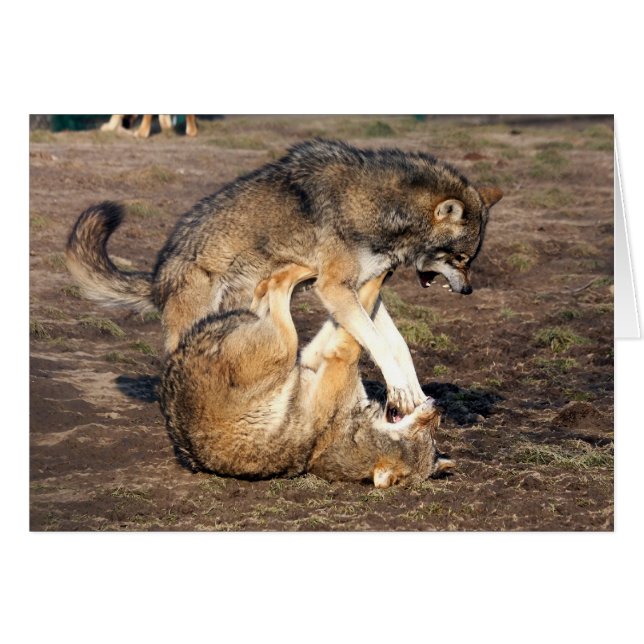 戦いのオオカミ (正面横)