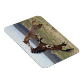 戦うスタリオン、スティーンズマウンテン、オレゴン マグネット (右側)