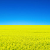 戦争はがき ポストカード