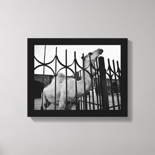 戦略的ラクダ キャンバスプリント (正面)