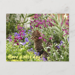 戸惑う猫！ ポストカード