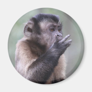 房状のCapuchin猿の写真 マグネット