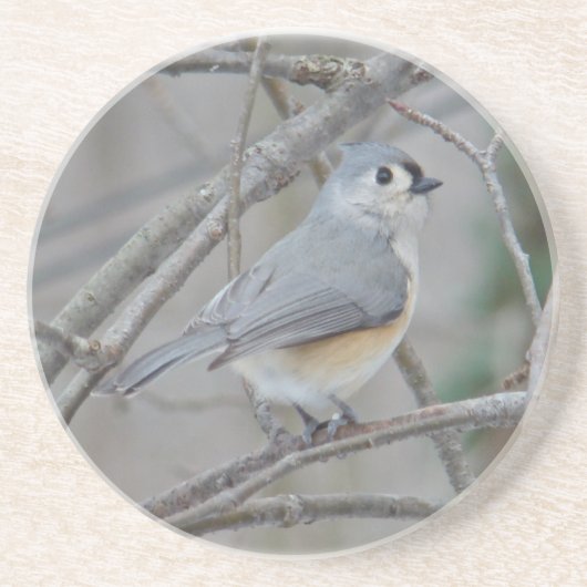 房状タイトマウス（バイカラー） コースター (正面)