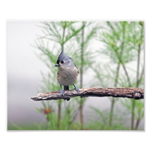 房状タイトマウス フォトプリント            (正面)