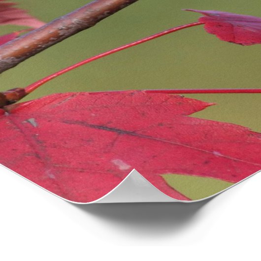 房状タイトマウス ポスター (角)