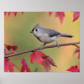 房状タイトマウス ポスター (正面)