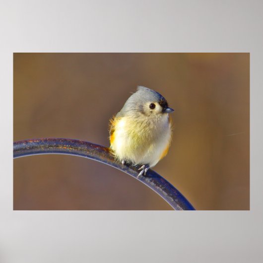 房状タイトマウス ポスター (正面)