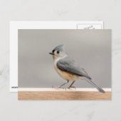 房状タイトマウス ポストカード (正面/裏面)