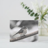 房状タイトマウス ポストカード (スタンド正面)