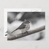 房状タイトマウス ポストカード (正面/裏面)