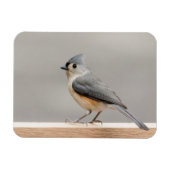 房状タイトマウス マグネット (横)