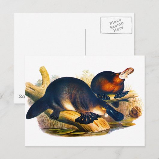 扁平足 ポストカード (正面/裏面)