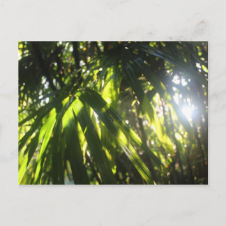 手のひらを通る日光 ポストカード