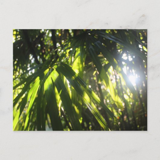 手のひらを通る日光 ポストカード (正面)