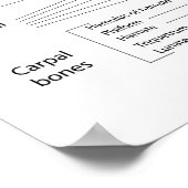 手のボーン、ラベル付き図。 ポスター (角)