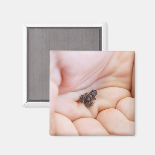 手の中のハエの大きさの非常に小さな黒いカエル マグネット (正面/裏面)