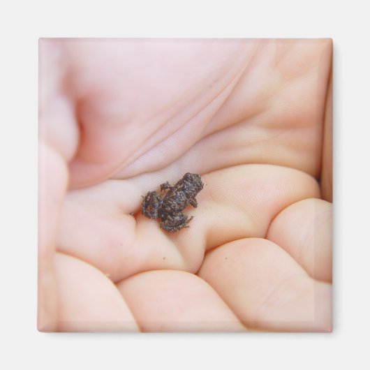 手の中のハエの大きさの非常に小さな黒いカエル マグネット (正面)