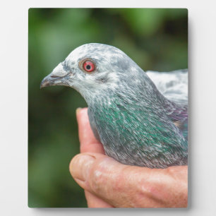 手を持って外にレース鳩.JPG フォトプラーク