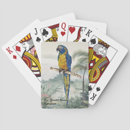 手カラフル絵を描青い喉を持つマカオ トランプ (裏面)