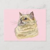 手スケッチおもしろいフワフワのラグドール猫 ポストカード (正面)