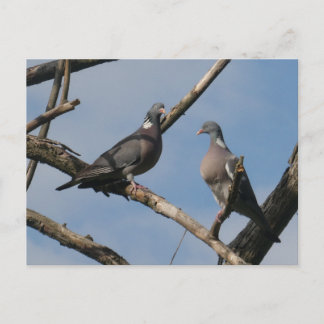 手作りはがき 森の愛らしい二羽の鳩 シーズンポストカード