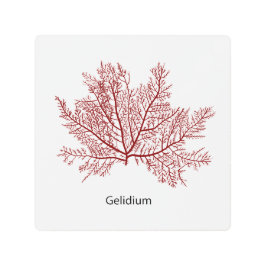 手引きギリギウム海藻 メタルプリント