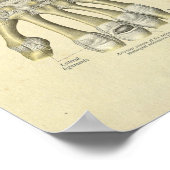 手手指解剖骨プリント ポスター (角)