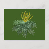 手描きのマホニア属の植物のイラスト グリーン ポストカード (正面)