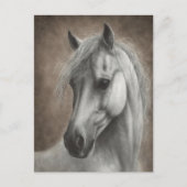 手描きの白馬の肖像画 ポストカード (正面)