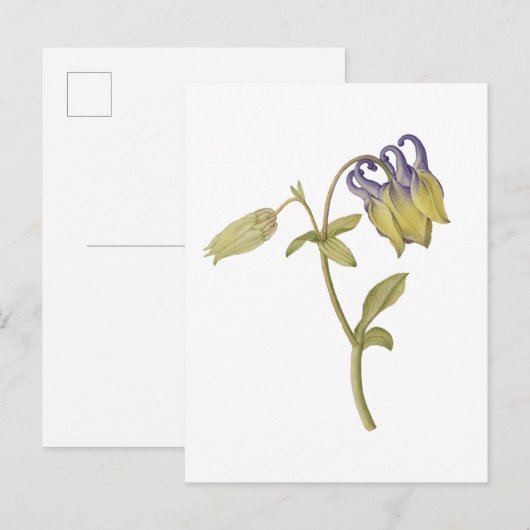 手描きの西洋オダマキの花 ポストカード (正面/裏面)