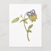 手描きの西洋オダマキの花 ポストカード (正面)